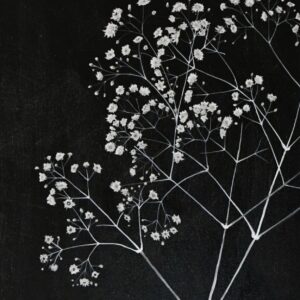 baby's breath date: june. 27. 26 time: 5:30pm 7:30pm